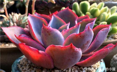 广寒宫|5种大型多肉，小盆养长不好，大盆种长满盆，个头比脸大！