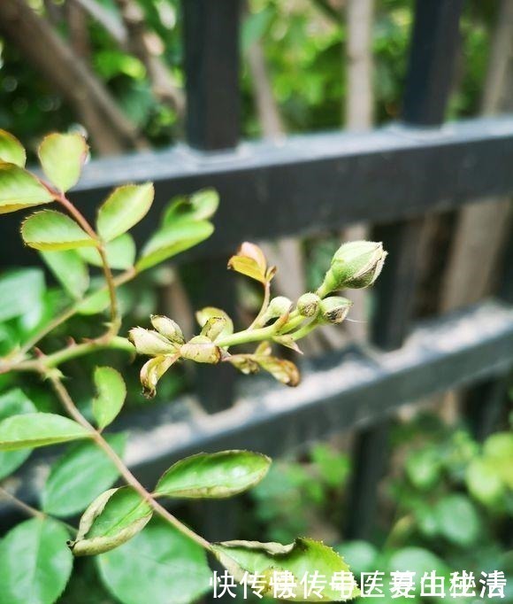 枝条|家庭月季花“剪枝”有窍门，定期修剪枝条，开花才会越开越多！