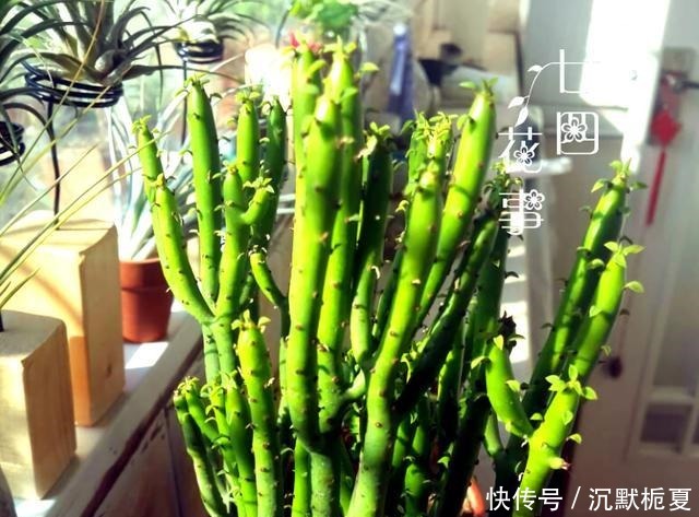  8种花“有毒”，你家可能就有一盆，养护需小心！