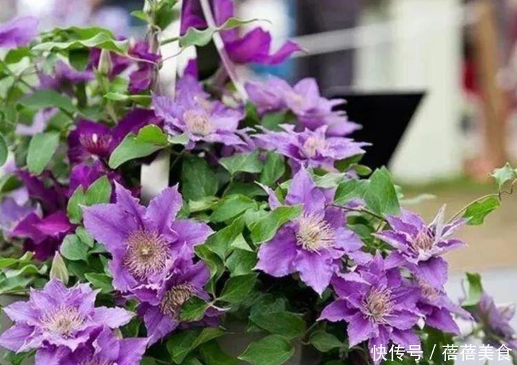 家养这些植物,阳台开出花海,妖艳妖娆,花朵姿态万千,美