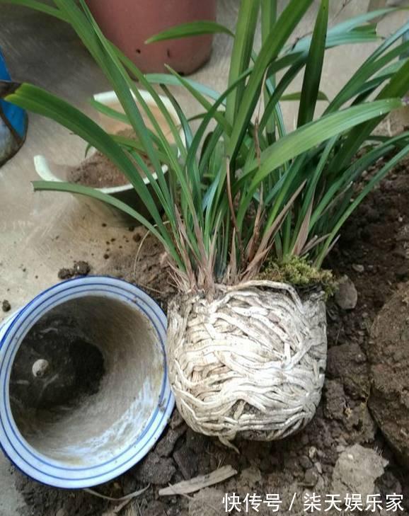 4种花爱“吃土”，1年不换盆，盆里全是根不见土，换盆才能长好