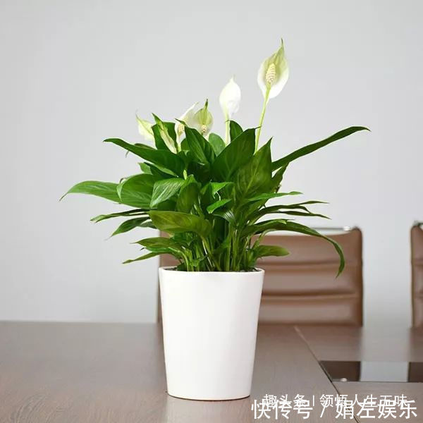 8种与“财”有关的植物，家里养几盆，招财旺宅，人人都喜欢！