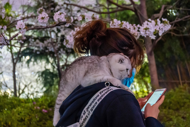 英短三花什么价位