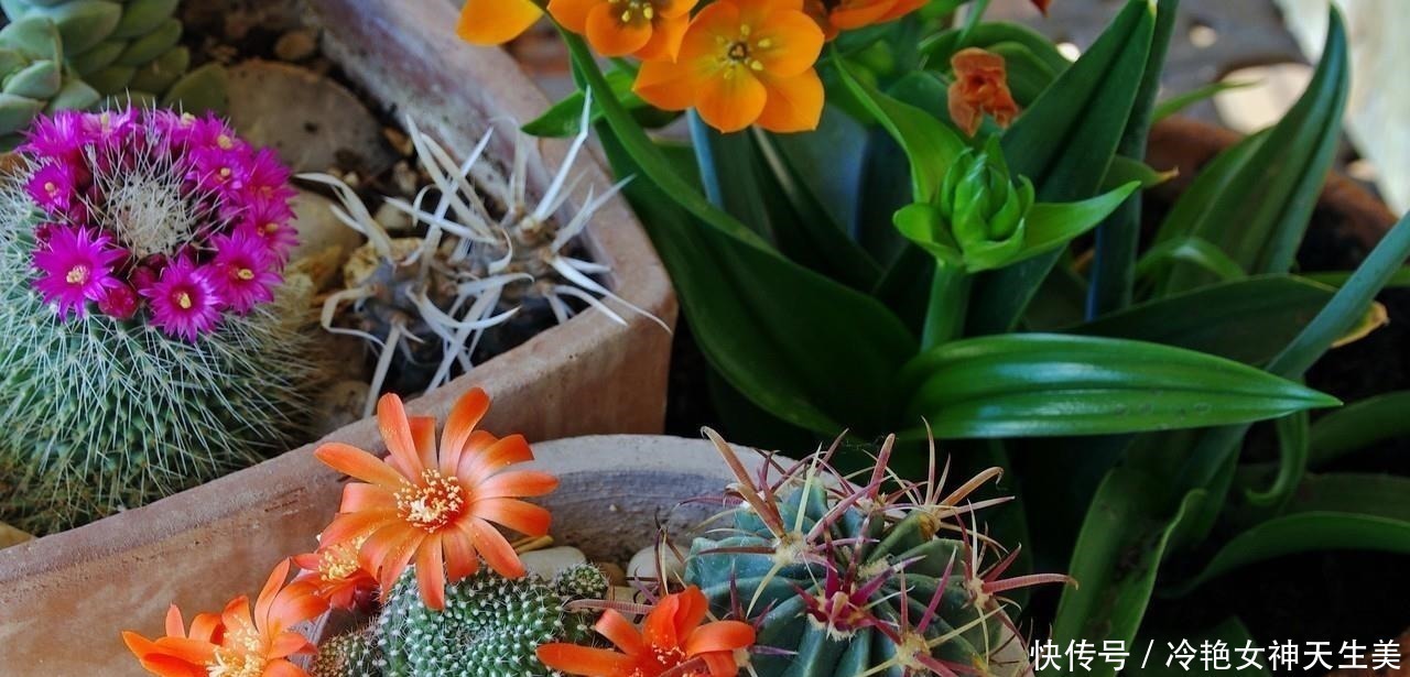 用处|在多肉花盆上放一层石头,竟有这么大用处,涨知识了!