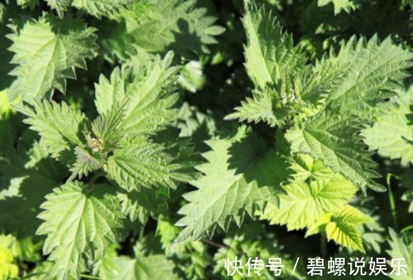 良药|农村常见的“咬人草”,是治疗风湿性关节炎的良药!