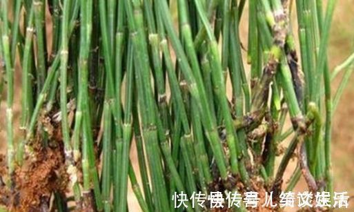 杂草|农村里不起眼的野菜，一斤买到50元，对人体有很大的功效！