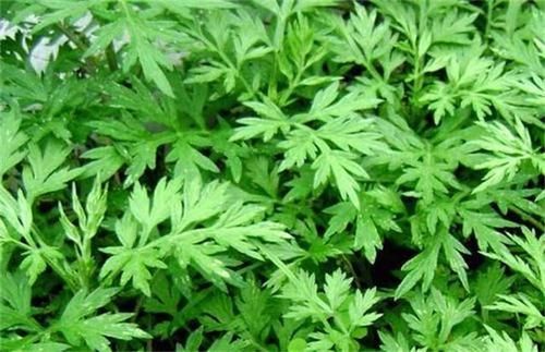 艾草|38岁江西女子,坚持用艾叶洗头,半年后,身体发生这4个改变