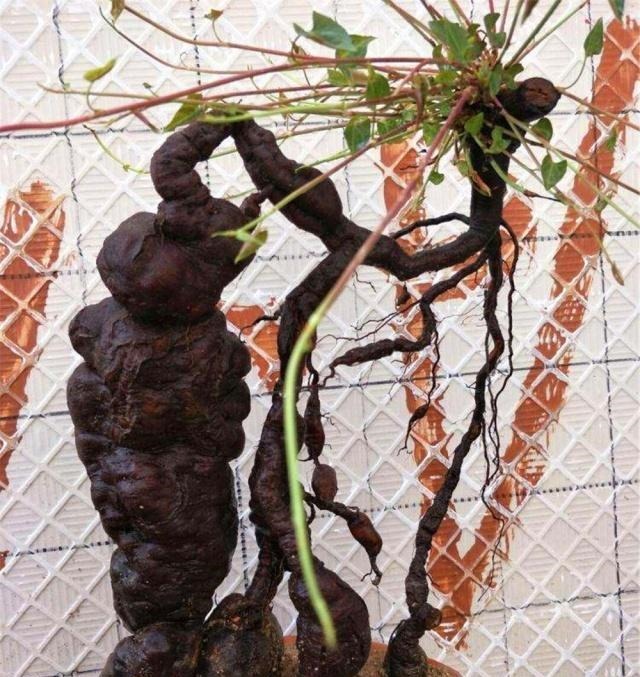 盆景|4种“名贵中药”做盆景,一养就是30年,土豪出价“5万”都不卖!