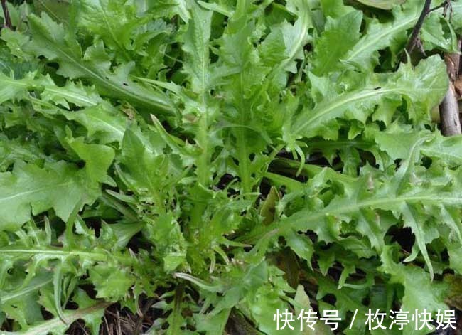 美味野菜|多吃以下的几道美味野菜,清热解毒,营养成分高,家人都爱吃