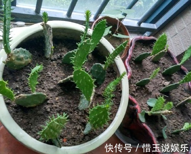 养“仙人掌”时，花友们可要注意“几点”，不然反而会伤害它