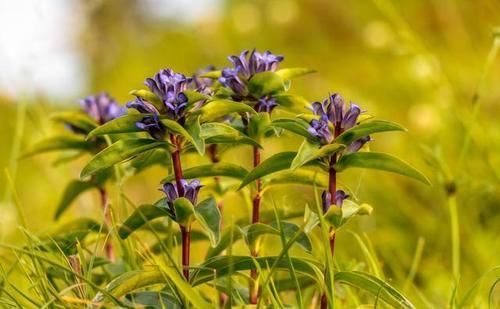 龍膽瀉肝湯 清肝膽實火 瀉下焦濕熱 治這17種病 效果好