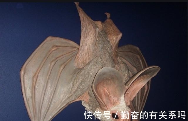 陈子真|《本草纲目》上人吃蝙蝠?能吃吗,李时珍来告诉你!