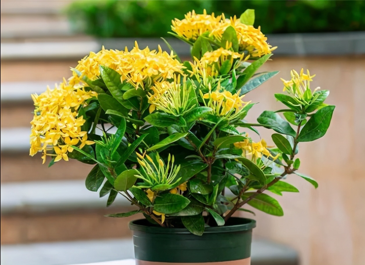 3种象征“财富与幸运”的植物,好养易成活,新手也喜欢