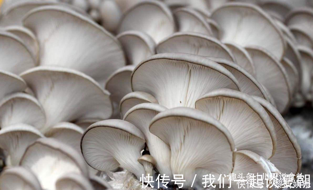 买平菇时,挑大的还是小的老菜农教您一招,别再买错了