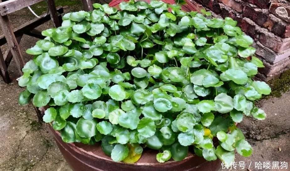 绿萝|家家养绿萝,腻味!不如养这3种,好活、颜值高、净化效果不错