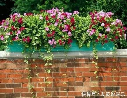 花叶蔓|花友们窗台养什么花，看完认识那么多植物！