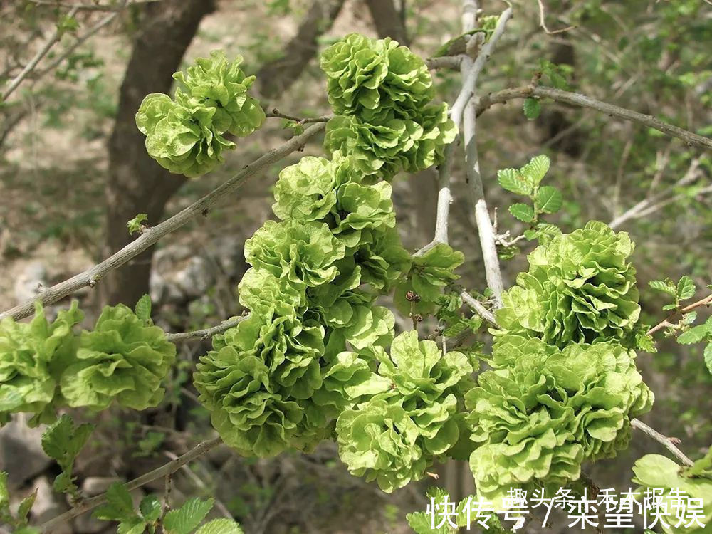 野菜|树上特有野菜,过去当救命粮,如今7元一斤,含钙量是菠菜3倍