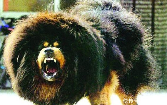 他们是犬中贵族 世界上最贵的十大纯种犬排名 快资讯
