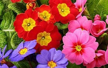 3种漂亮花，好养又好看，一盆变多盆，新手也会养