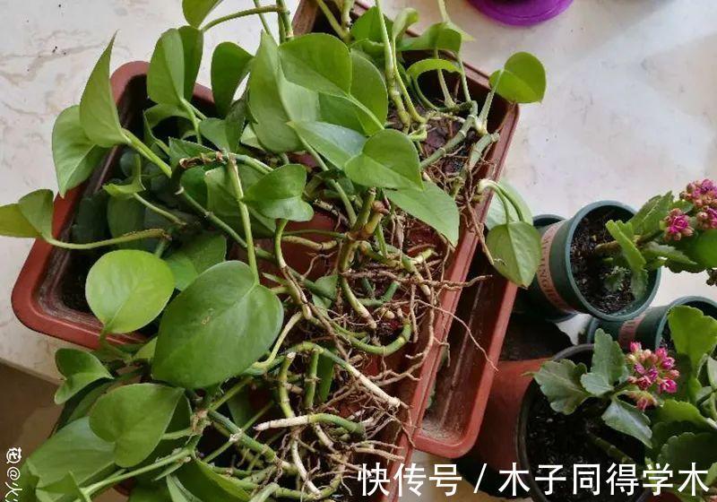 7种花,立秋后换盆,秋冬才能越养越好