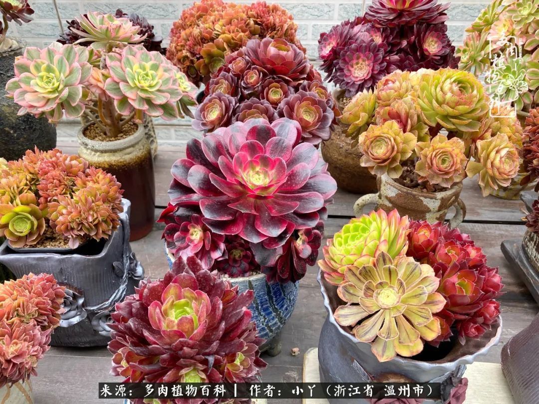 祖上无院家里无矿，一腔浪漫情怀付诸楼顶造花！