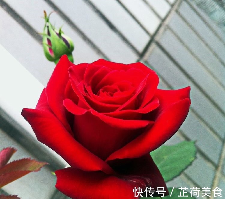 花期最长的藤本植物，一年四季开花，漂亮又好养，阳台也能种