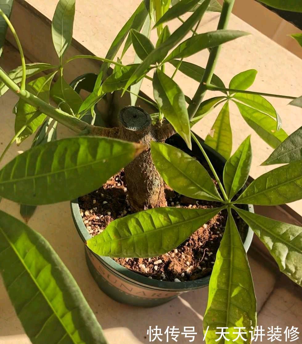 怎样养好发财树盆栽?注意3个小问题,年年翠绿鲜活,叶子多