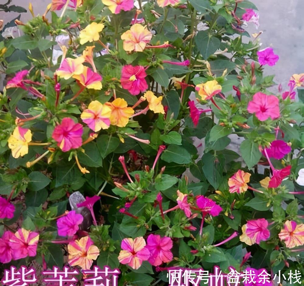 蕾丝|7种“香水花”，养一盆满屋生香，开花180天，好看又贵气