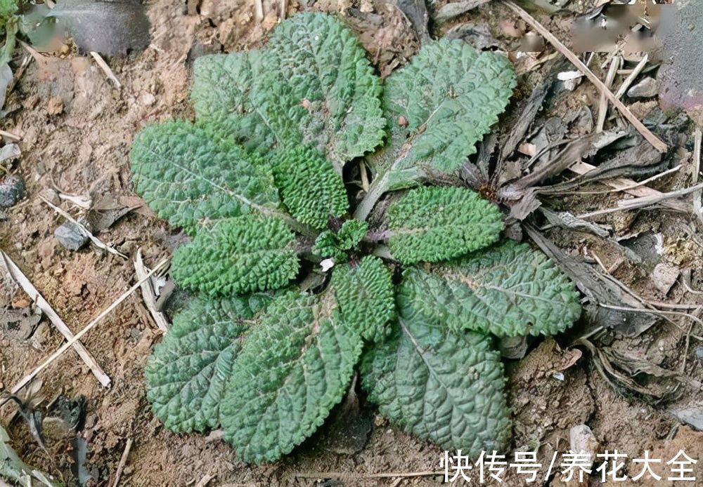 薏苡仁|农村常见的1种野草，叶子就像“癞蛤蟆”，还有大作用