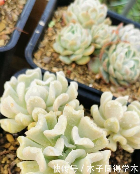 多肉很迷人,养着养着成了“卖家”,一不小心,盖起了大棚