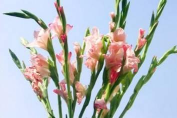 最全的兰花大鉴赏,看看你都见过几种兰花!