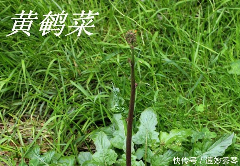 野生苦菜知多少，看图识苦菜