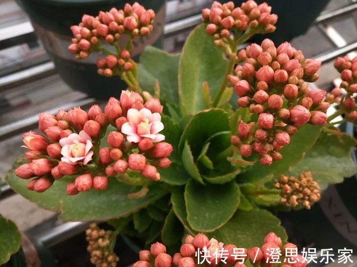 叶子|长寿的花苞迟迟不开用它喷两次，很快就能鼓起来！