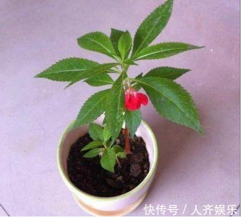 家里不能养的几种花，只放一盆，都会影响家人身体健康，了解一下