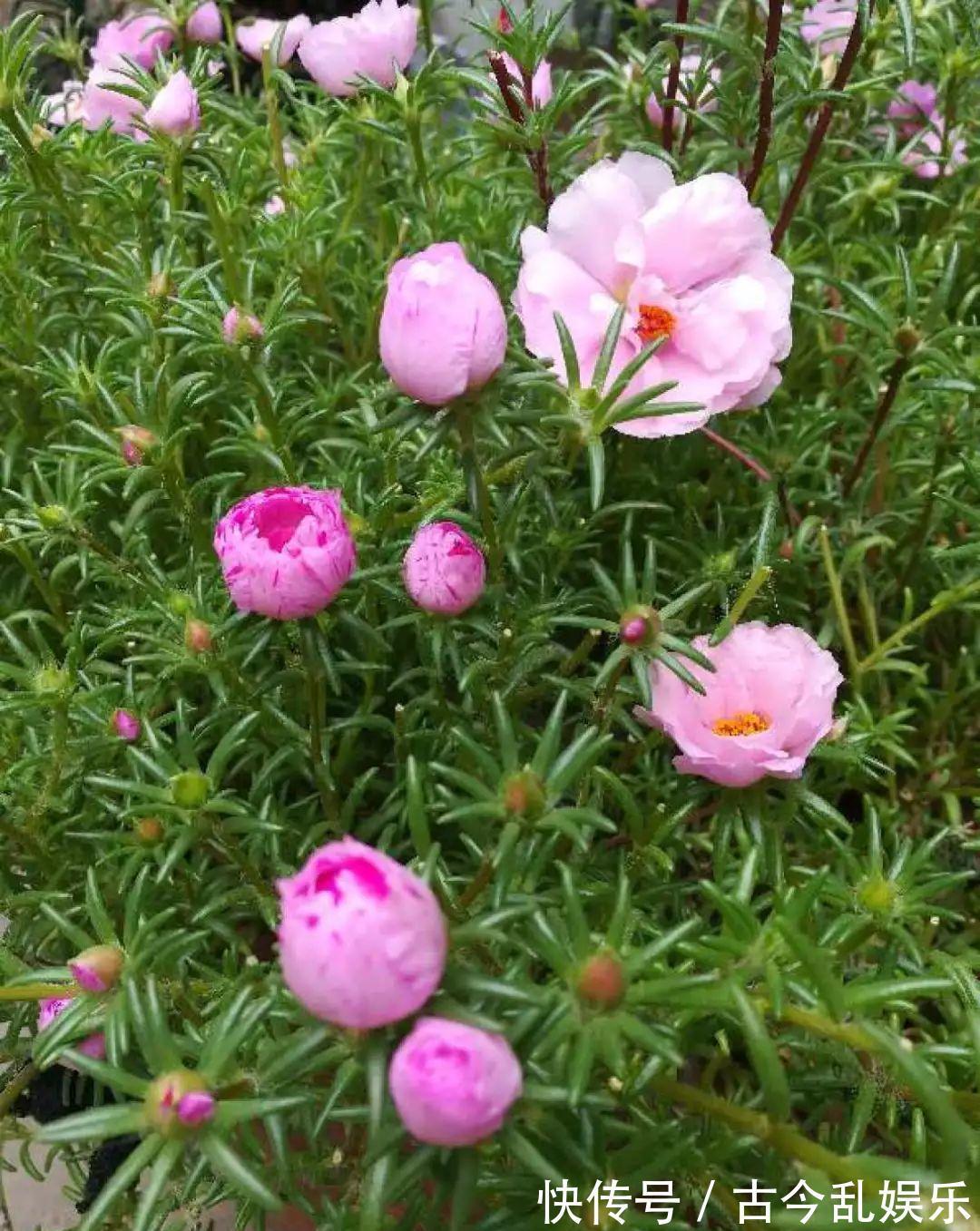 养花技巧：8种情况不能施肥，跟毒药一样，浇完花就玩完了