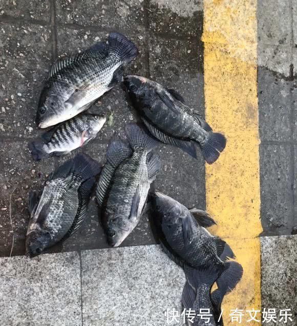 河里的“非洲鲫鱼”成灾，一两斤一条，却黑得吓人，能吃吗？