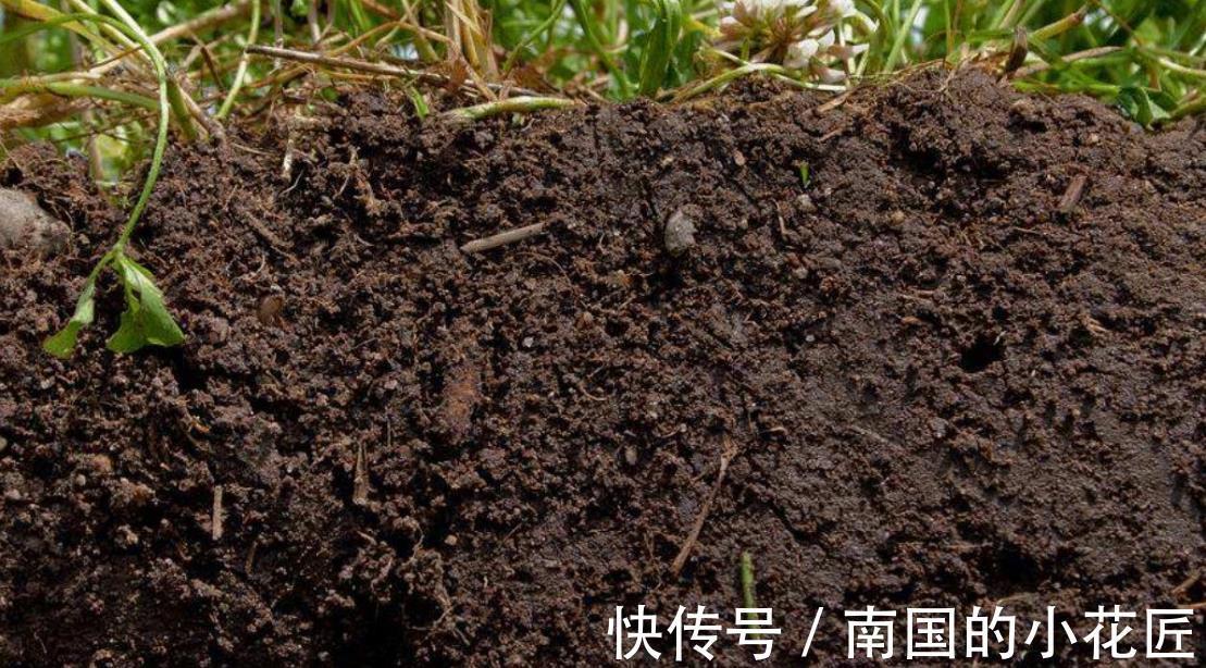 磷酸二氢钾|养花先养土,土质不行全白搭,施多少肥也不吸收