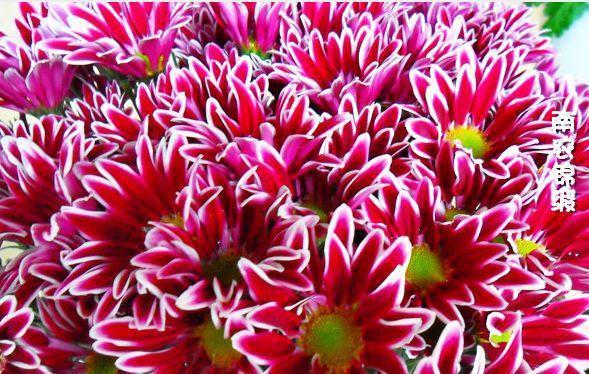 喜欢菊花，不如养盆优良名菊“南农小菊”，花开似艳牡丹，美娇娘