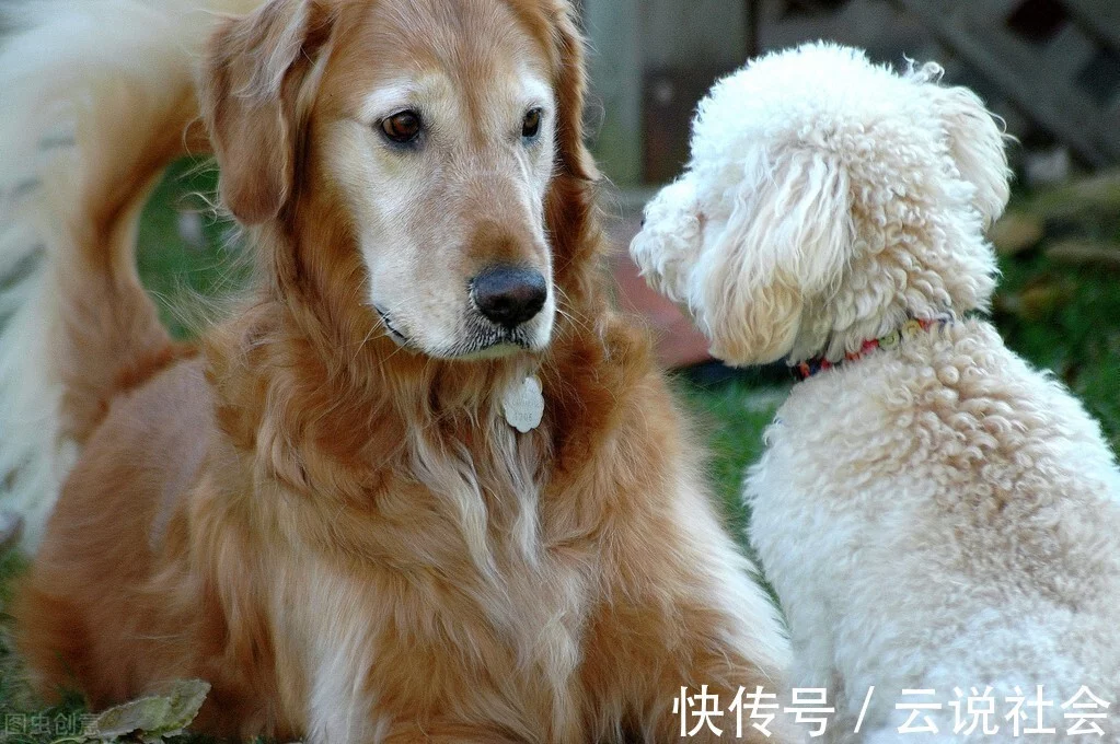 贵宾犬好还是金毛犬好？说实话，两个我都想养