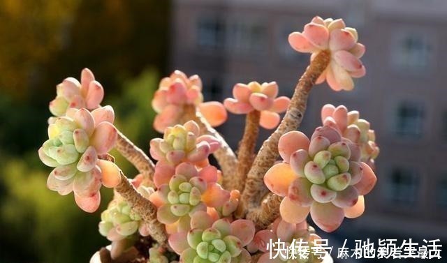 四种“零差评”多肉推荐,颜值不比桃蛋低,还容易成老桩!