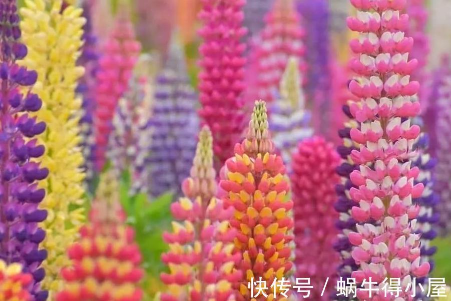 植株|花园不能没有它,鲁冰花一开成一片,五彩缤纷煞是好看