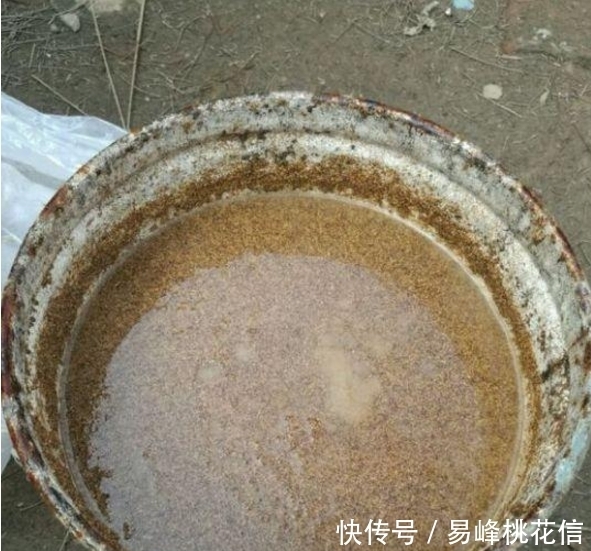 喂猪的东西，用来养花，花开起来迷死人！