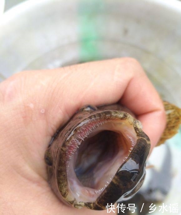 带回|去山里钓鱼,带回一盆野鱼,丑陋但鲜美,数百一斤