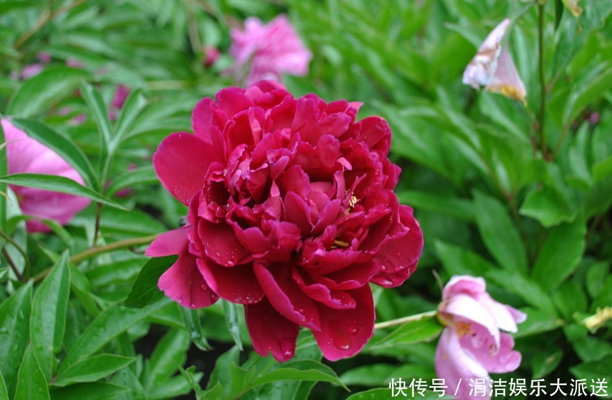 牡丹|芍药、牡丹啥傻傻分不清记住这几点就行啦!