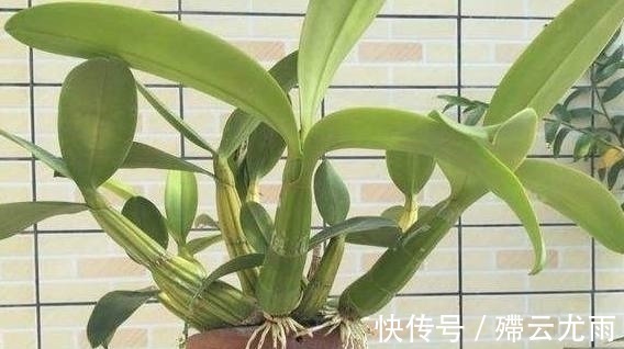 花盆|外公把坏香蕉埋在花盆里,竟长出不一样的盆栽,全家人都看呆了!