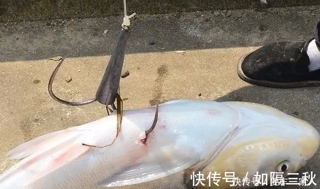 血腥|比锚鱼还“血腥”,“射鱼”正在兴起,引来了广大市民的愤怒