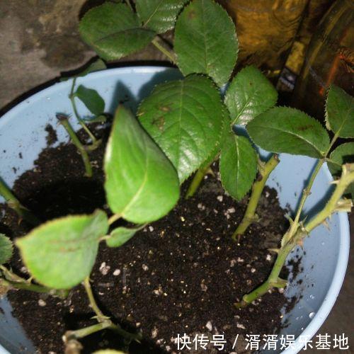 养花|夏天来了,花卉扦插要跟上!这几种花,天气热生根快,还能窜花芽