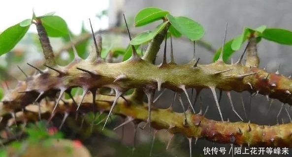 农村这种“带刺的玫瑰”，狗见了转身就跑，却是解毒排脓的良药