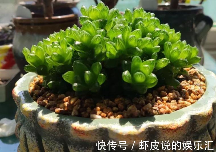 该怎么帮助“新买”的多肉服盆?10年经验的花友:搞定3点“OK”