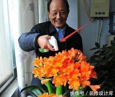 叶绿|张大爷养君子兰,1年就用2种肥料,长的根旺叶绿,开花多、不夹箭